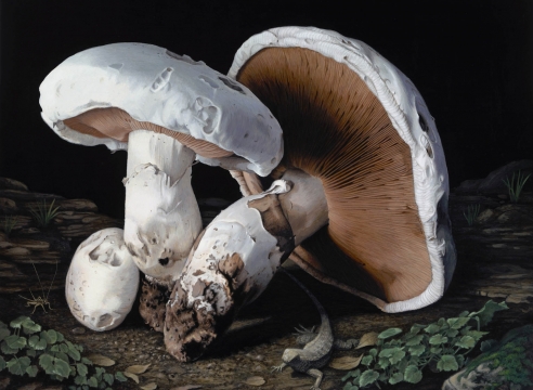 SUSAN McDONNELL , Meadow Mushrooms, 2015