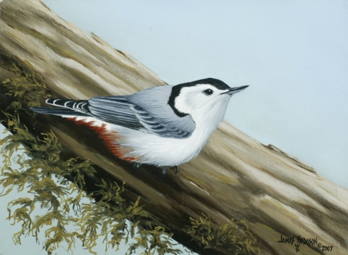 JIM HODGSON , White Breasted Nuthatch, 2007
