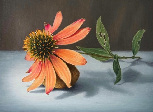 SUSAN MCDONNELL , Coneflower and Fossil, 2021