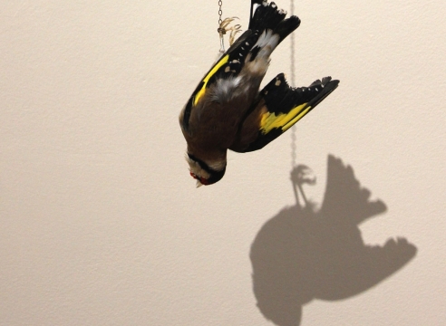 Chris Rupp , The Goldfinch (after Carel Fabritius), 2014